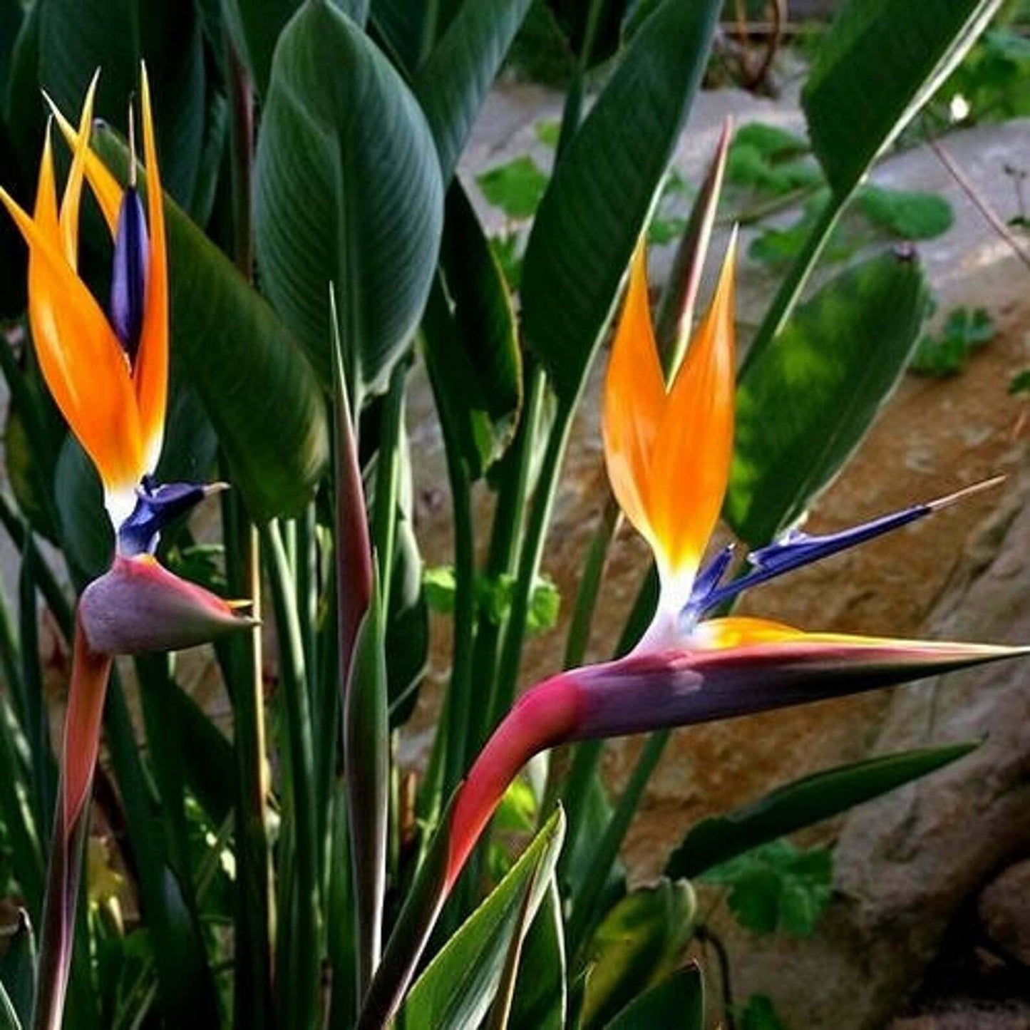 10 Orange Bird of Paradise Seeds - Seed World