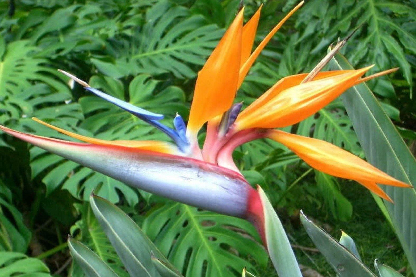 Orange Bird of Paradise Flower Seeds - 5 Seeds to Grow - Great Indoor  Tropical Plant or Bonsai - Strelitzia Reginae 