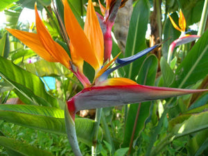 10 Orange Bird of Paradise Seeds - Seed World