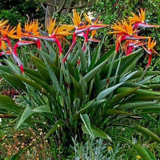 10 Orange Bird of Paradise Seeds - Seed World