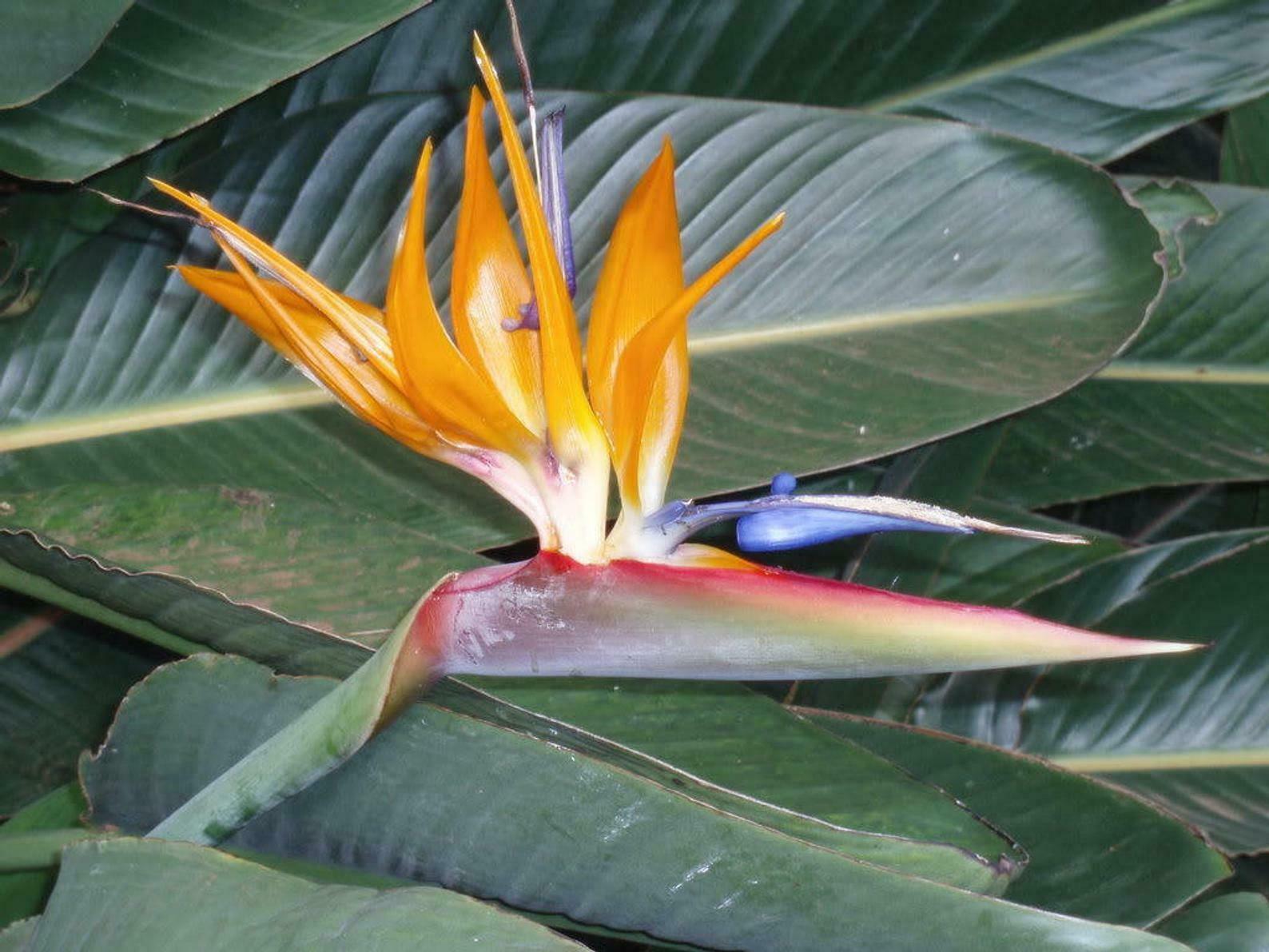 10 Orange Bird of Paradise Seeds - Seed World