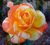 10 Orange White Rose Seeds - Seed World