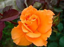 10 Orange White Rose Seeds - Seed World