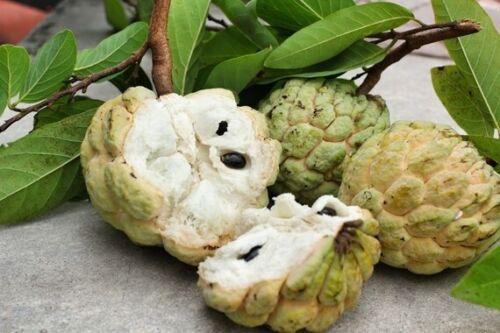 10 Organic Sugar Apple Fruit Tree Seeds (Annona Squamosa) - Seed World