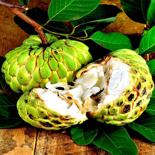 10 Organic Sugar Apple Fruit Tree Seeds (Annona Squamosa) - Seed World
