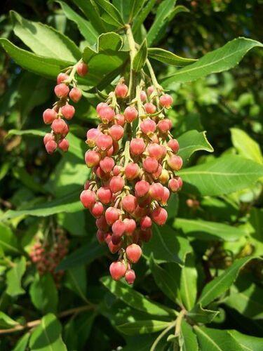 10 Pacific Madrone Bearberry Seeds - Seed World