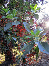 10 Pacific Madrone Bearberry Seeds - Seed World