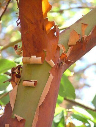 10 Pacific Madrone Bearberry Seeds - Seed World