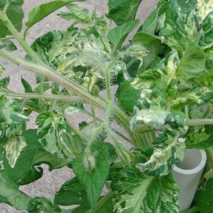 10 Painted Lady Tomato Seeds - Seed World