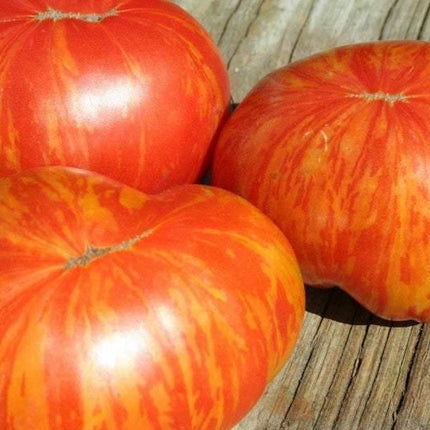 10 Painted Lady Tomato Seeds - Seed World