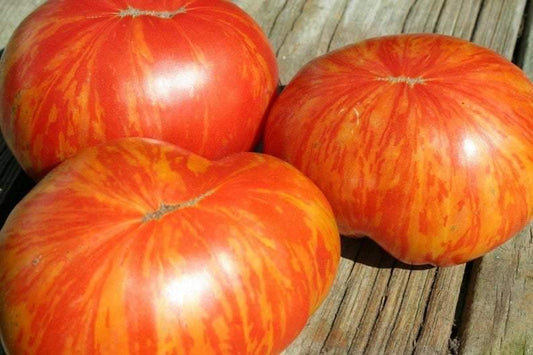 10 Painted Lady Tomato Seeds - Seed World