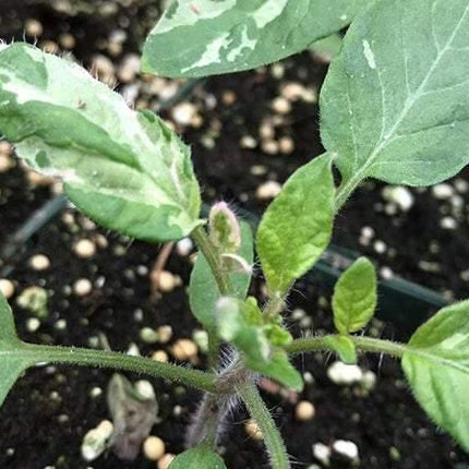 10 Painted Lady Tomato Seeds - Seed World
