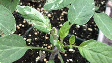 10 Painted Lady Tomato Seeds - Seed World