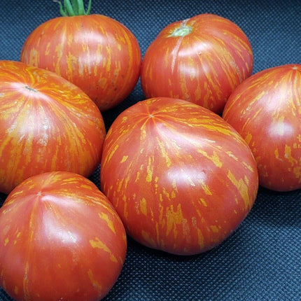 10 Painted Lady Tomato Seeds - Seed World