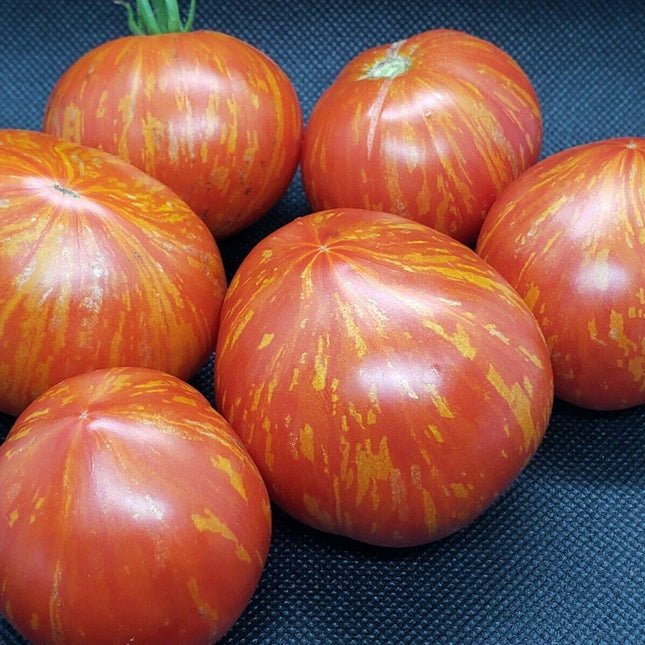 10 Painted Lady Tomato Seeds - Seed World