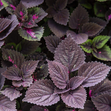 10 Palisandra Black Coleus Seeds - Seed World