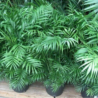 10 Parlor Palm Tree Seeds (Chamaedorea Elegans) - Seed World