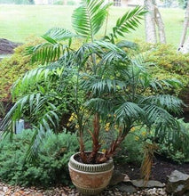 10 Parlor Palm Tree Seeds (Chamaedorea Elegans) - Seed World