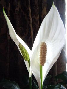 10 Peace Lily Plant Seeds - Seed World