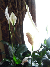 10 Peace Lily Plant Seeds - Seed World