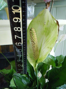 10 Peace Lily Plant Seeds - Seed World