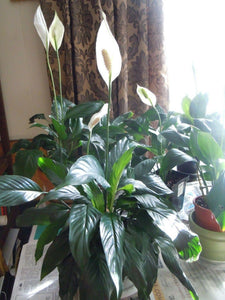 10 Peace Lily Plant Seeds - Seed World