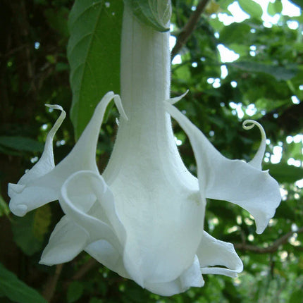 10 Pearl White Angel Trumpet Seeds - Seed World