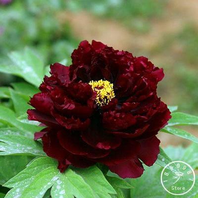 10 Peony Seeds - Paeonia suffruticosa - Seed World