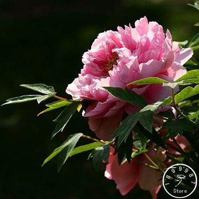 10 Peony Seeds - Paeonia suffruticosa - Seed World