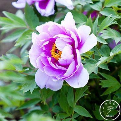 10 Peony Seeds - Paeonia suffruticosa - Seed World
