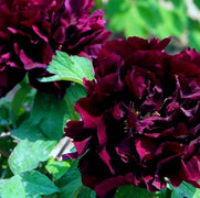 10 Peony Seeds - Paeonia suffruticosa - Seed World