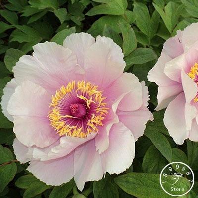 10 Rare Seeds Pink Sarah Bernhardt Peony Seeds authentic Seeds-flowers  organic. Non GMO vegetable Seeds-mix Seeds for Plant-b3g1b028 