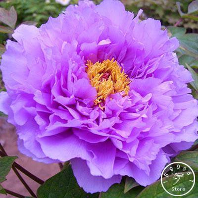 10 Peony Seeds - Paeonia suffruticosa - Seed World