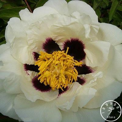 10 Peony Seeds - Paeonia suffruticosa - Seed World