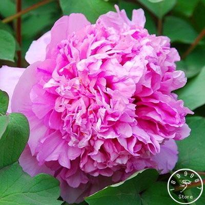 10 Peony Seeds - Paeonia suffruticosa - Seed World