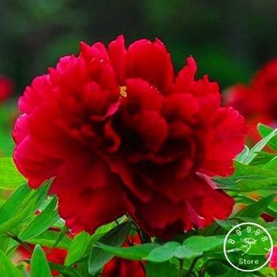 10 Peony Seeds - Paeonia suffruticosa - Seed World