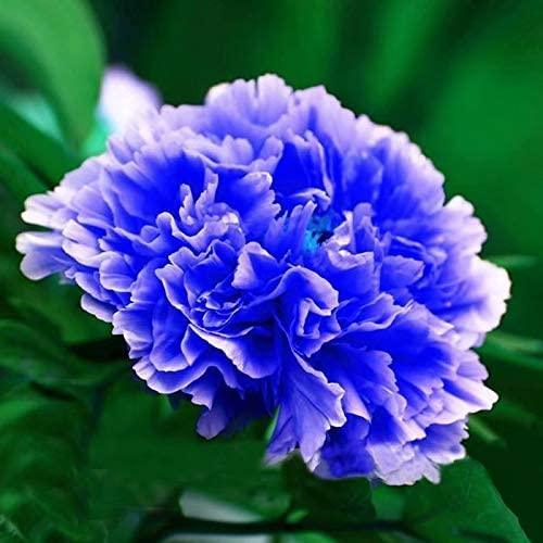 10 Peony Seeds - Paeonia suffruticosa - Seed World