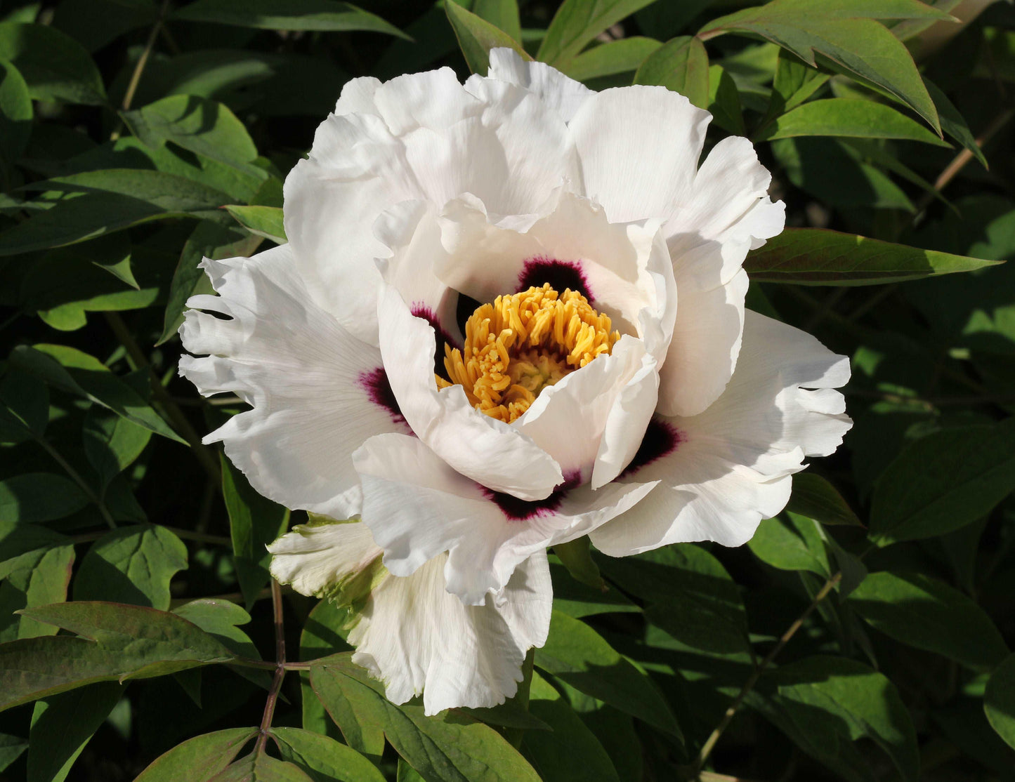 10 Peony Seeds - Paeonia suffruticosa - Seed World