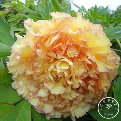 10 Peony Seeds - Paeonia suffruticosa - Seed World