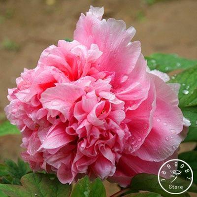 10 Peony Seeds - Paeonia suffruticosa - Seed World