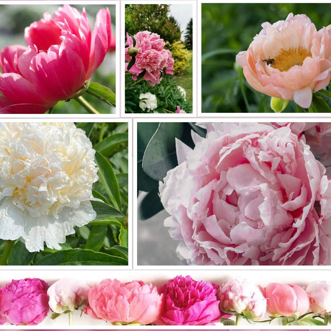 10 Peony Seeds - Paeonia suffruticosa - Seed World