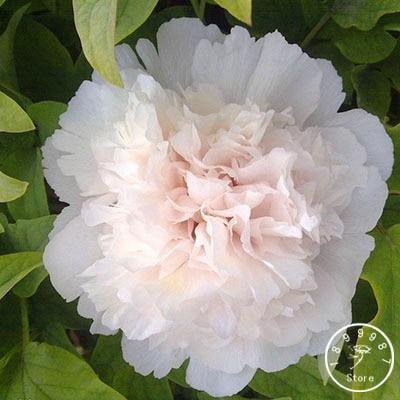 10 Peony Seeds - Paeonia suffruticosa - Seed World