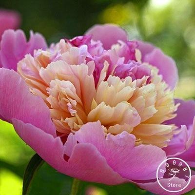 10 Peony Seeds - Paeonia suffruticosa - Seed World