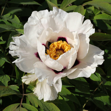 10 Peony Seeds - Paeonia suffruticosa - Seed World