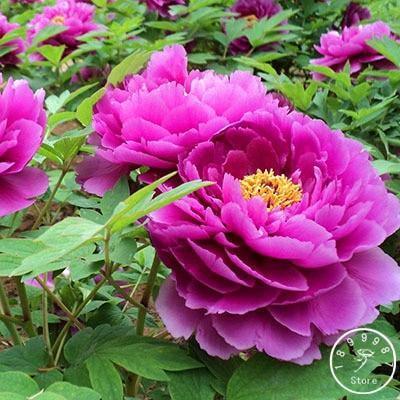 10 Peony Seeds - Paeonia suffruticosa - Seed World