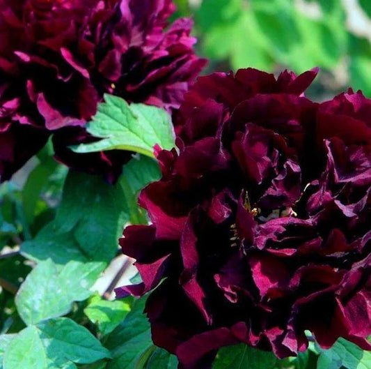 10 Peony Seeds - Paeonia suffruticosa - Seed World