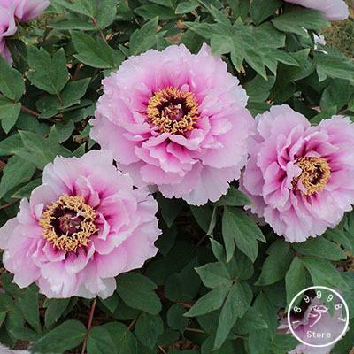 10 Peony Seeds - Paeonia suffruticosa - Seed World
