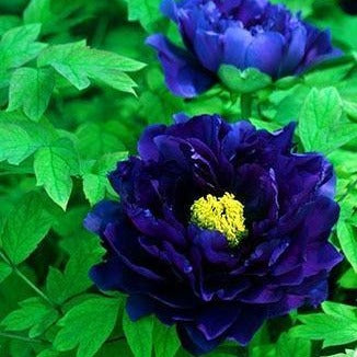 10 Peony Seeds - Paeonia suffruticosa - Seed World