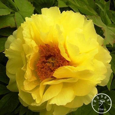 10 POLYPHYLL YELLOW TREE PEONY SEEDS - (Paeonia suffruticosa)