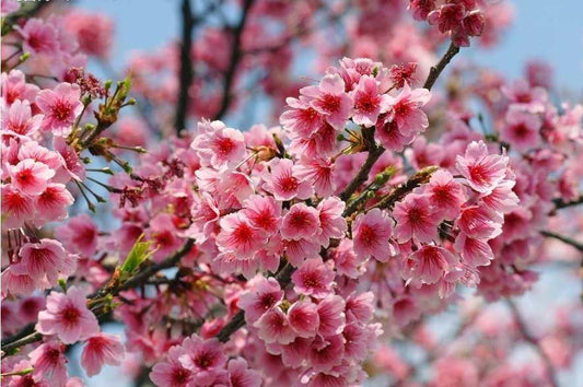 10 Pink Cherry Blossoms Tree Seeds Sakura - Seed World